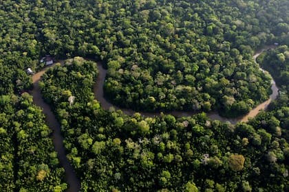 Opinión. El impacto de la Amazonia es global, excede su geografía y abre un debate sobre los desafíos que tiene la Argentina. LA NACION.