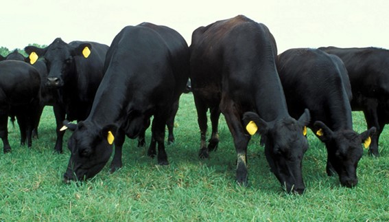 Desarrollan una variedad de alfalfa “ideal para el pastoreo directo”. INFOCAMPO.